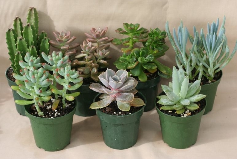 Indoor Plants That Require Little Care Home Furniture Design Garden Therapy Hardy Houseplants Tribute Journal Indoor Plants That Require Little Care